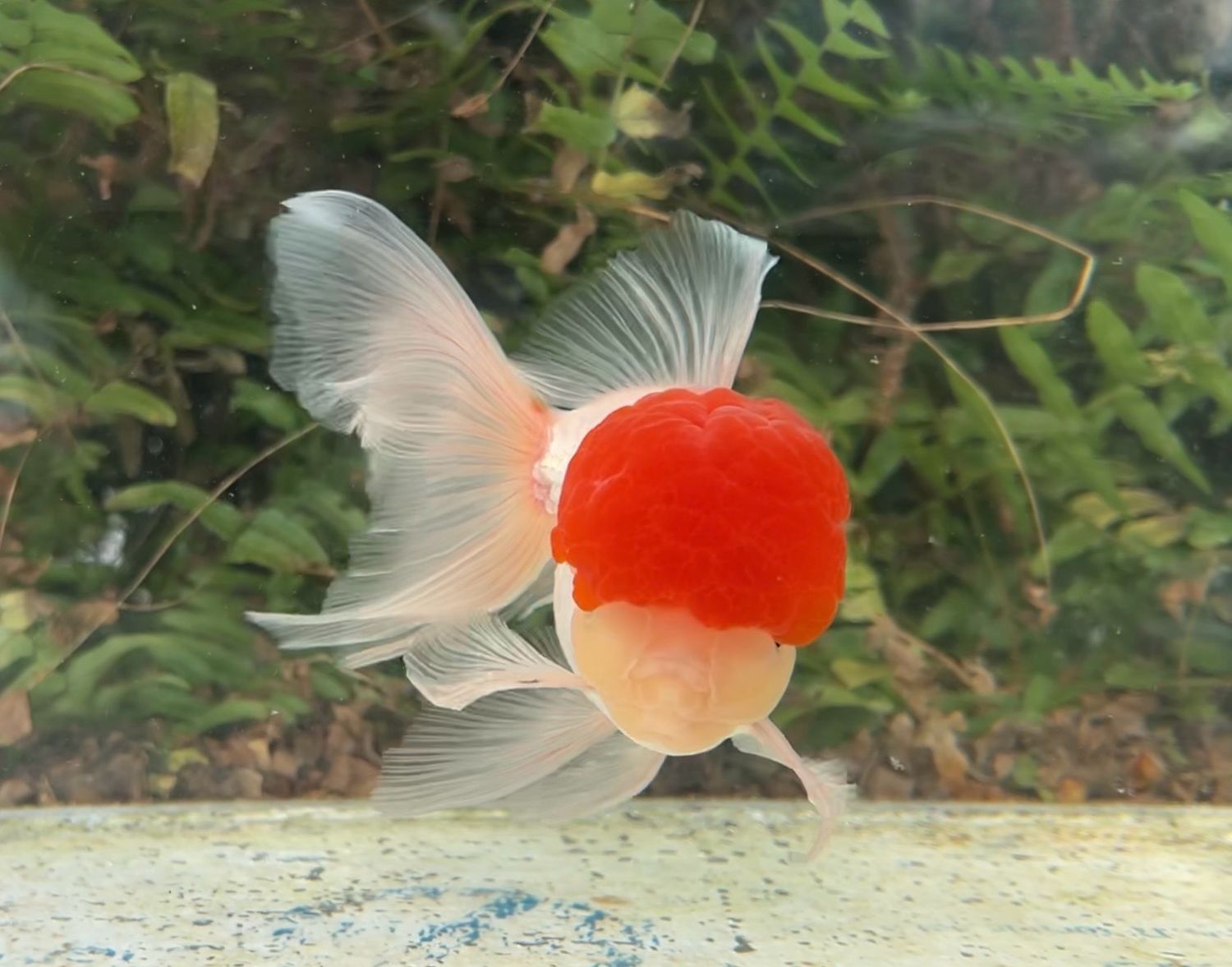 Tancho High Head Oranda (M, 5.5”) - Free Shipping