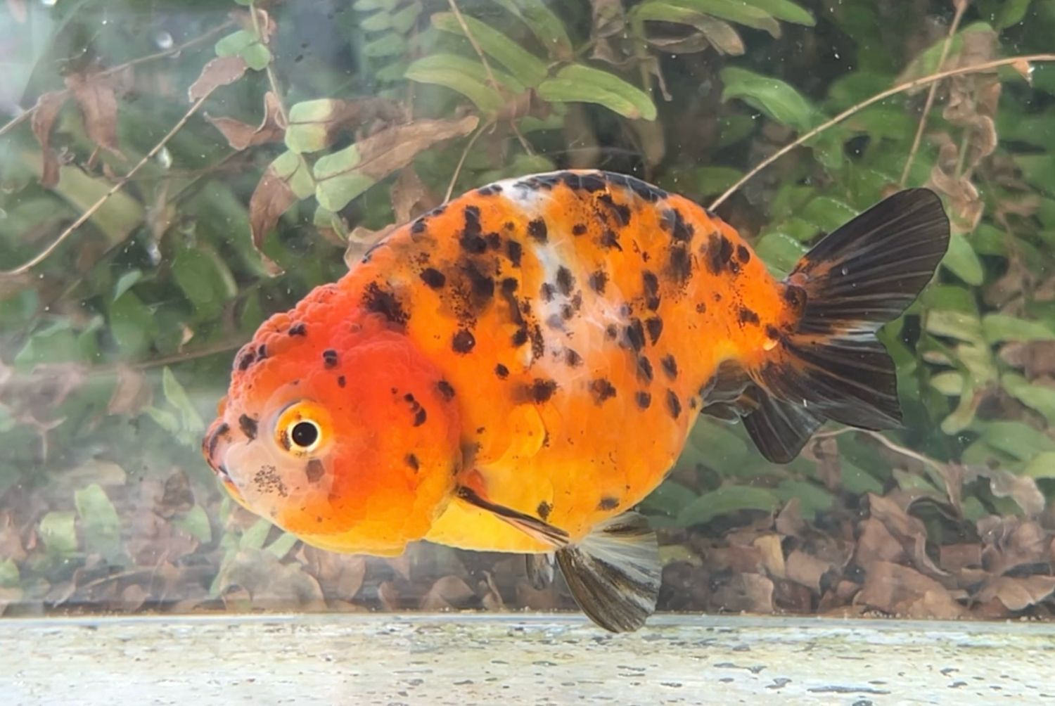 Calico Yuanbao Ranchu (F, 4”) - Free Shipping