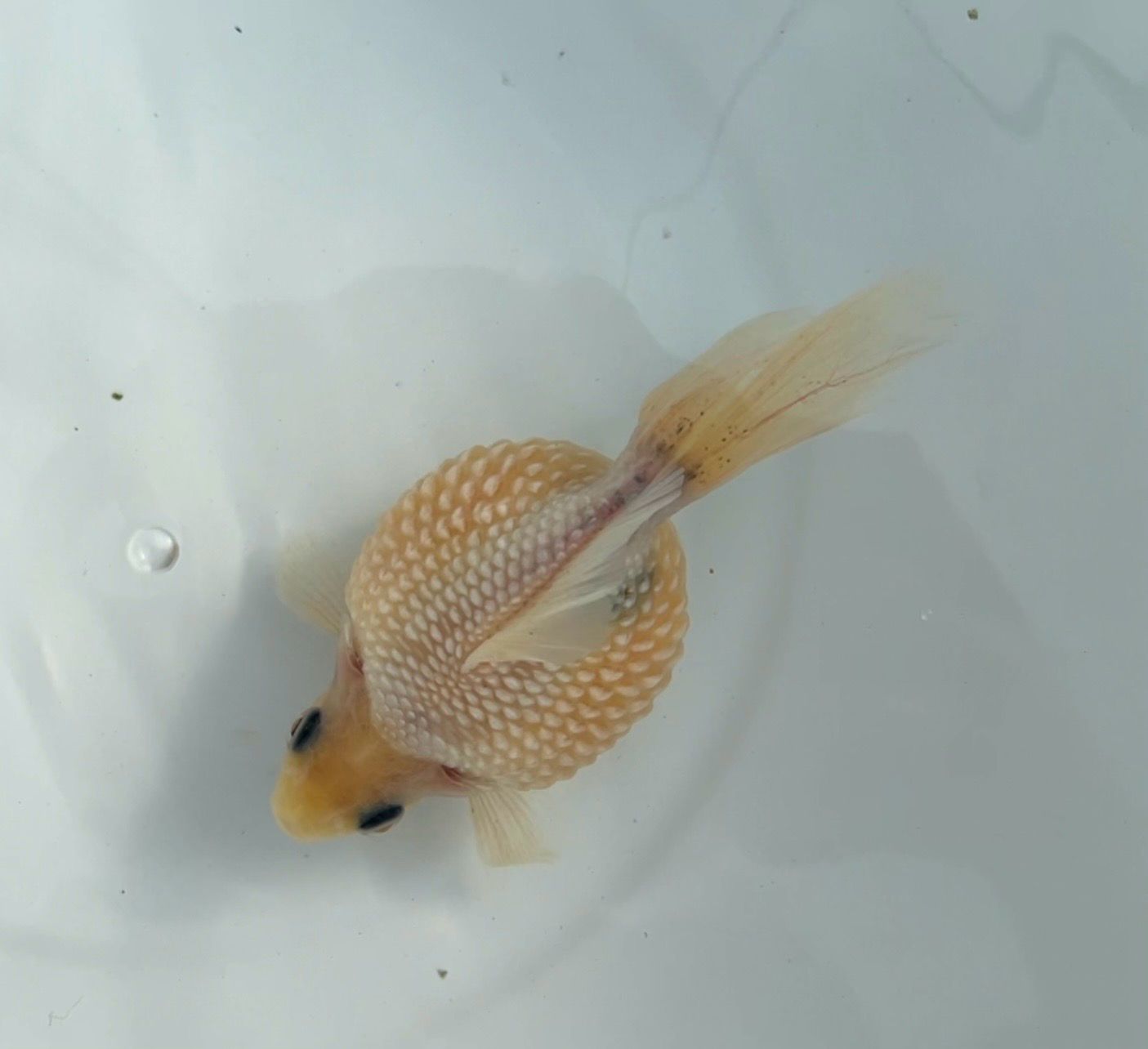 White Mousehead Pearlscale (F, 4”) - Free Shipping