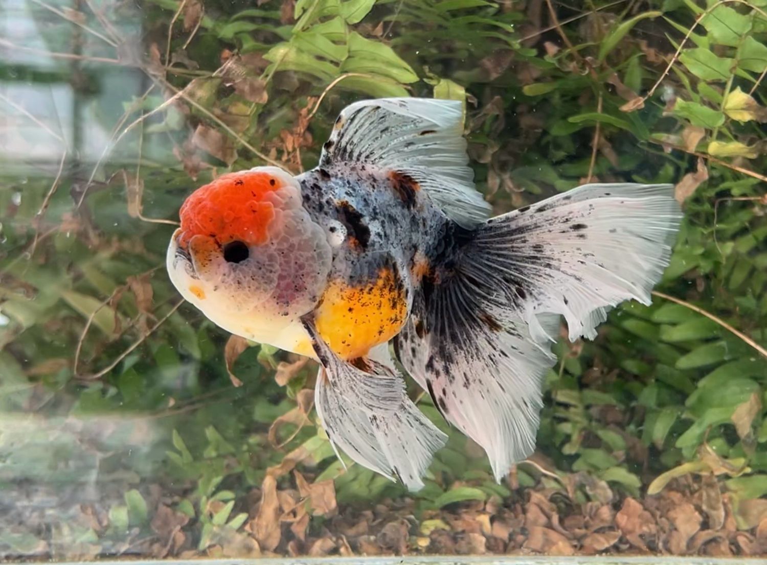 Calico Rosetail Oranda (M, 5.5”) - Free Shipping