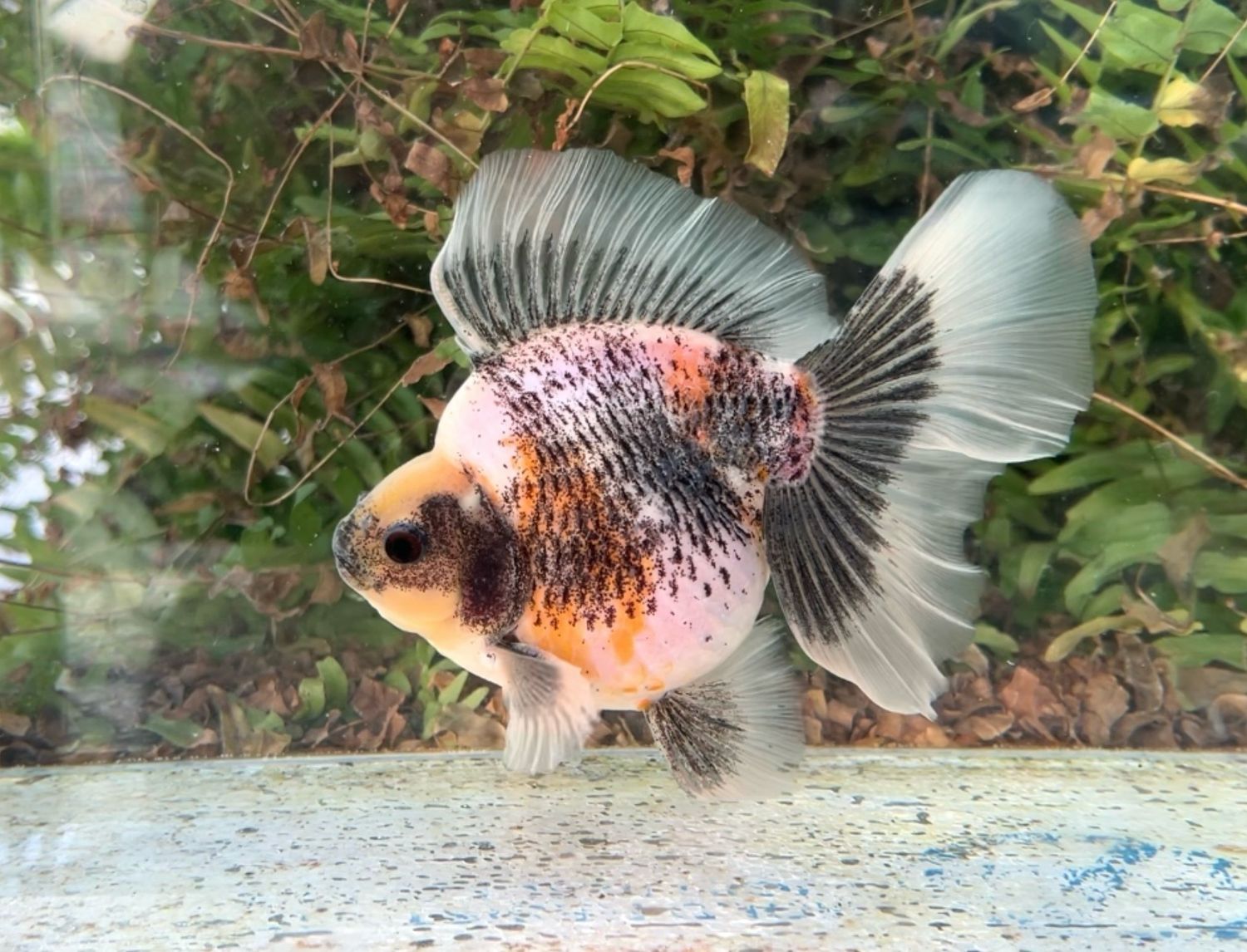 Tri-color Broadtail Ryukin (M, 6”) - Free Shipping