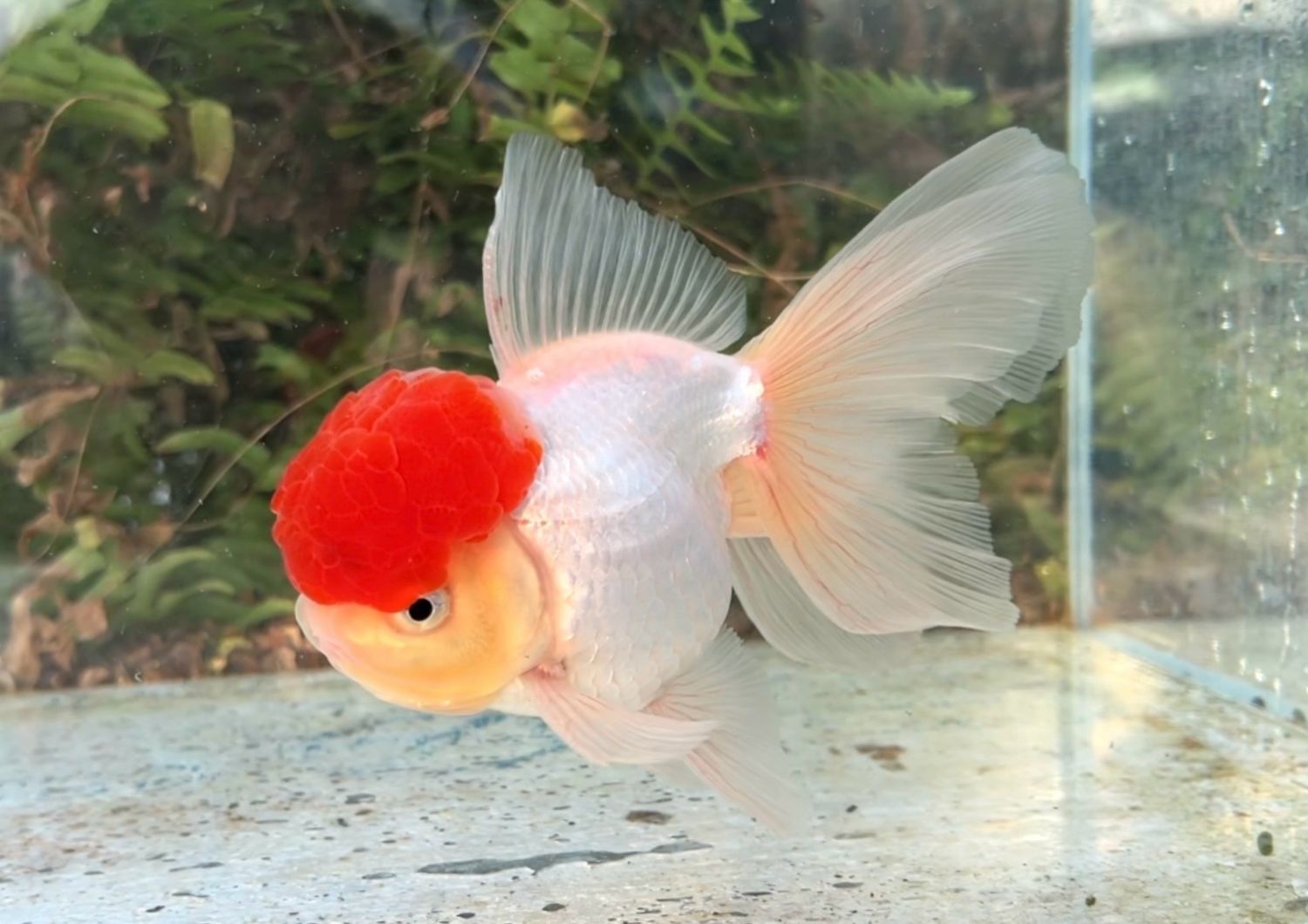 Tancho High Head Oranda (M, 6”) - Free Shipping