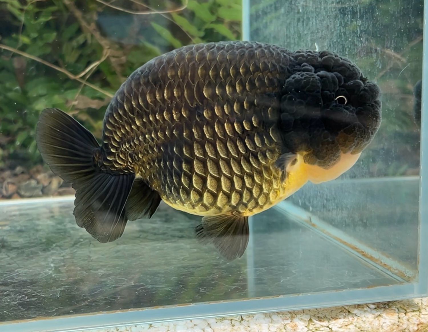 Black Yuanbao Ranchu (M, 5”) - Free Shipping