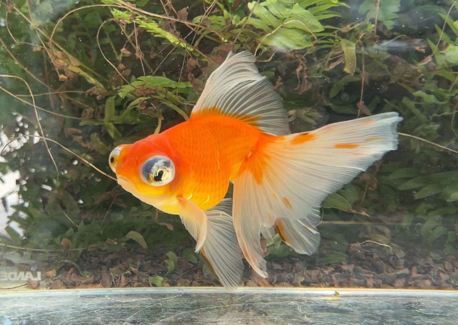 Orange Creamsicle Telescope Eye (F, 7.25”) - Free Shipping