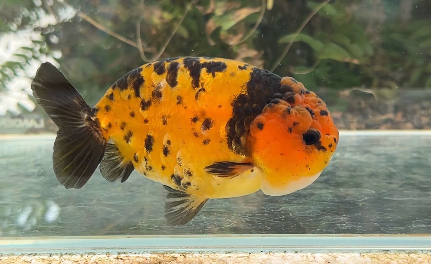 Gold Coin Tiger Yuanbao Ranchu (F, 4.5”) - Free Shipping