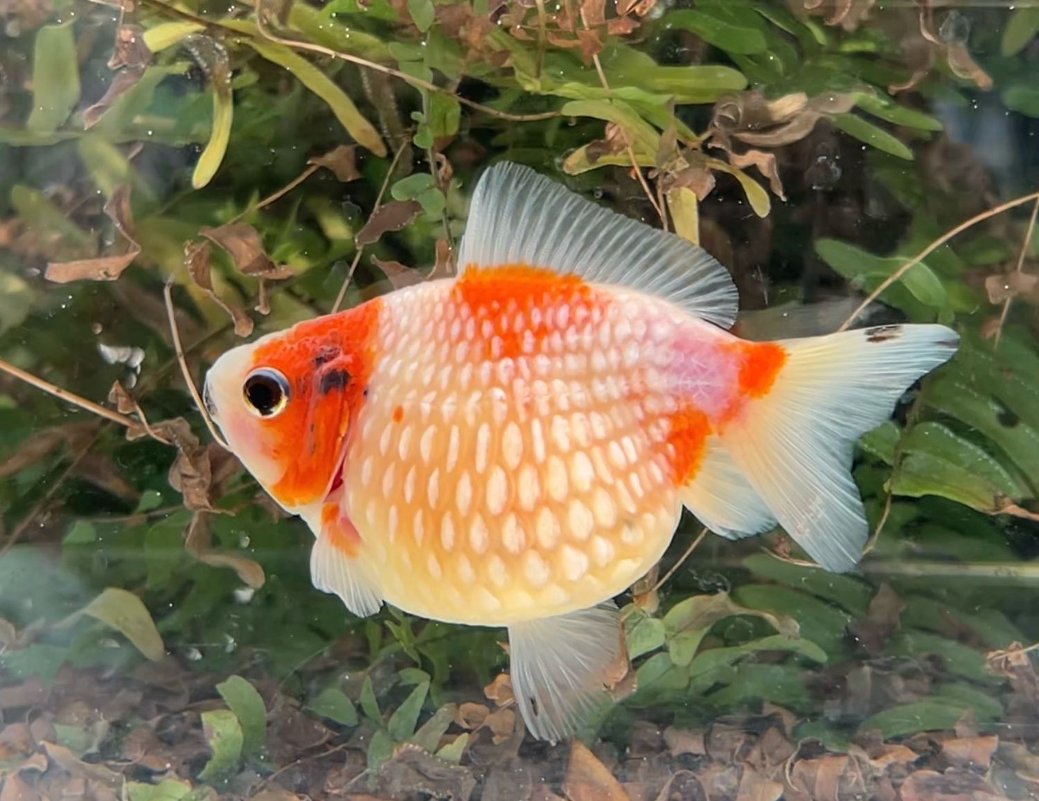 Red And White Mousehead Pearlscale (F, 4”) - Free Shipping
