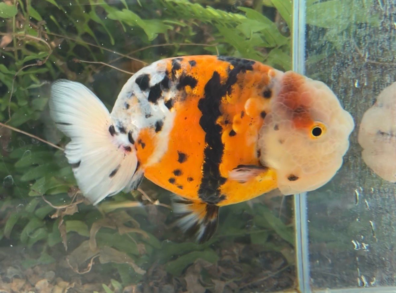Calico Yuanbao Ranchu (M, 5”) - Free Shipping