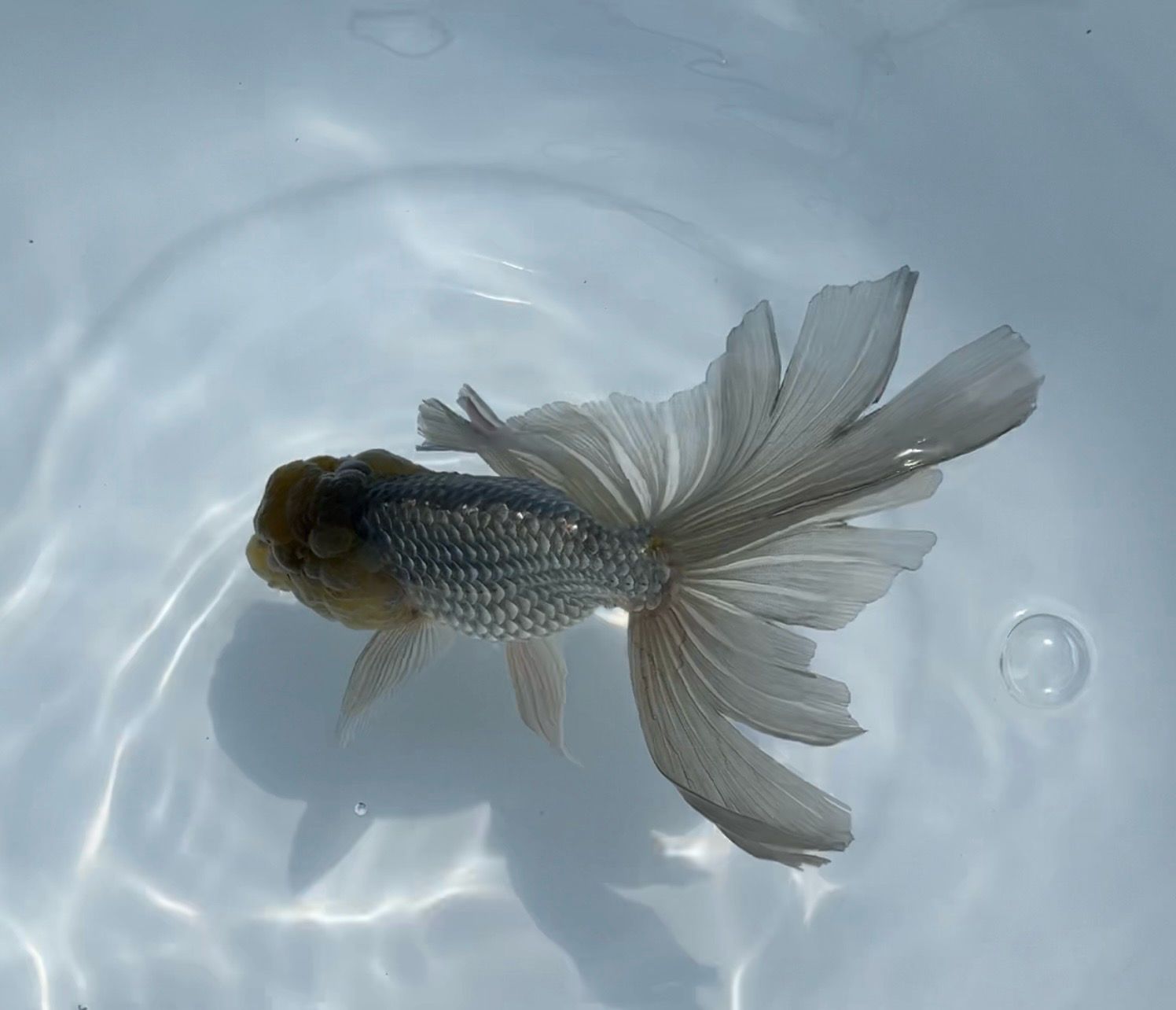 Blue Orchidtail Lionhead (F, 6”) - Free Shipping