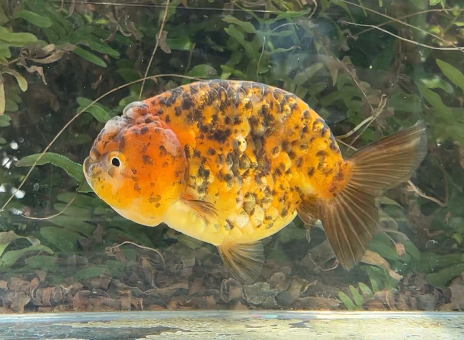 Gold Coin Yuanbao Ranchu (F, 5”) - Free Shipping