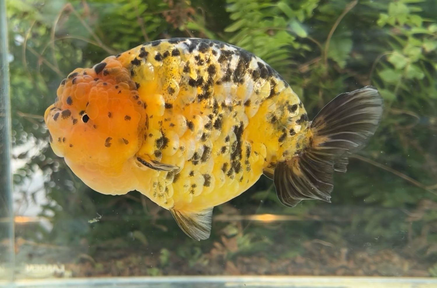 Gold Coin Tiger Yuanbao Ranchu (M, 6”) - Free Shipping