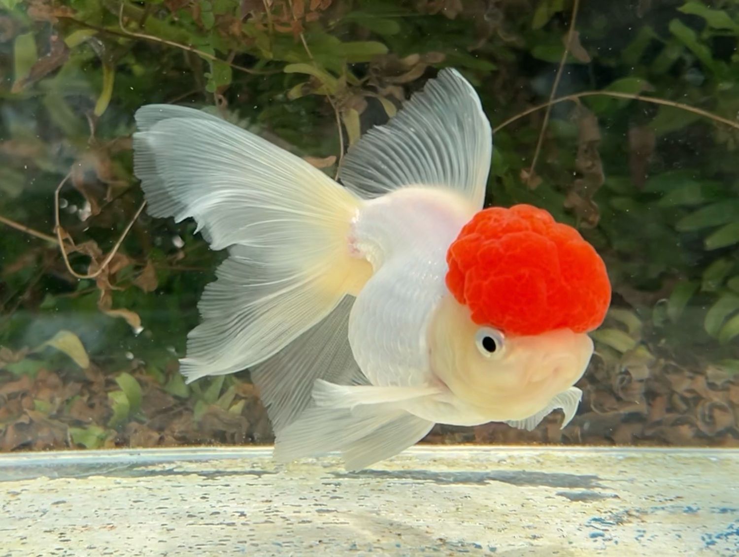 Tancho High Head Oranda (F, 5”) - Free Shipping