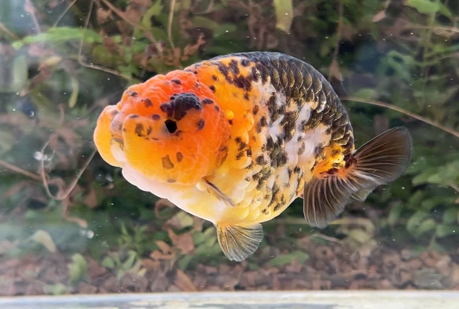Calico Yuanbao Ranchu (M, 4”) - Free Shipping