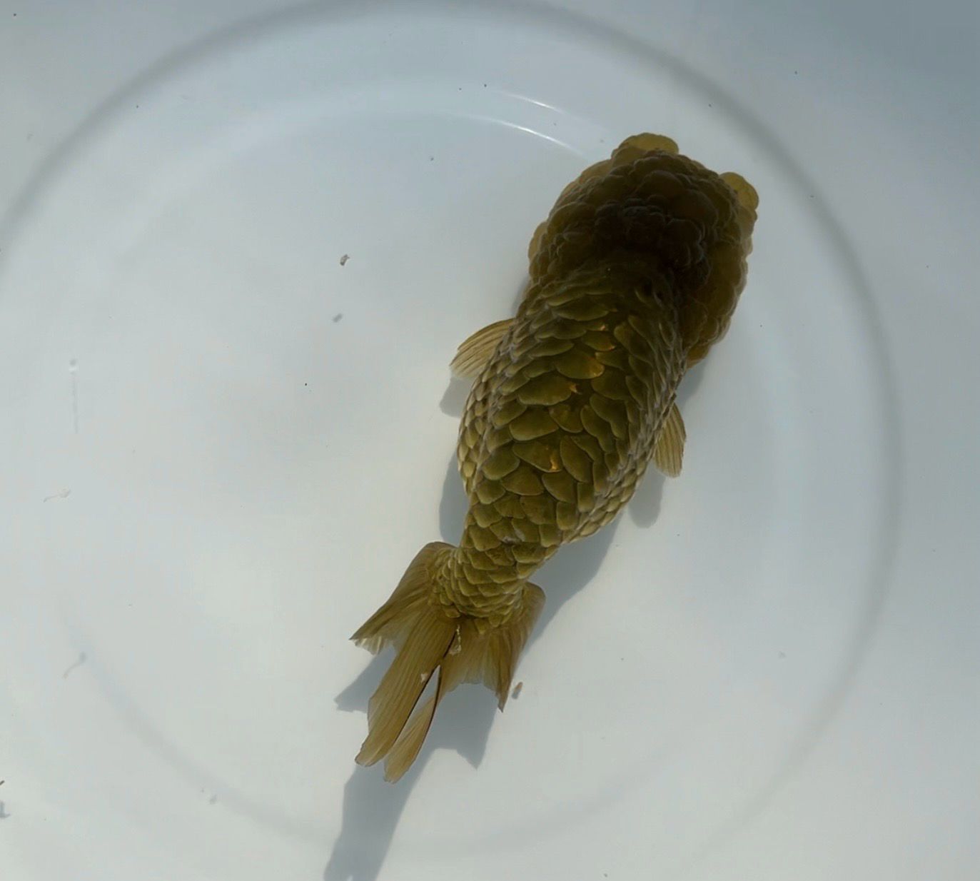 Bronze Dragon Scale Yuanbao Ranchu (F, 5”) - Free Shipping