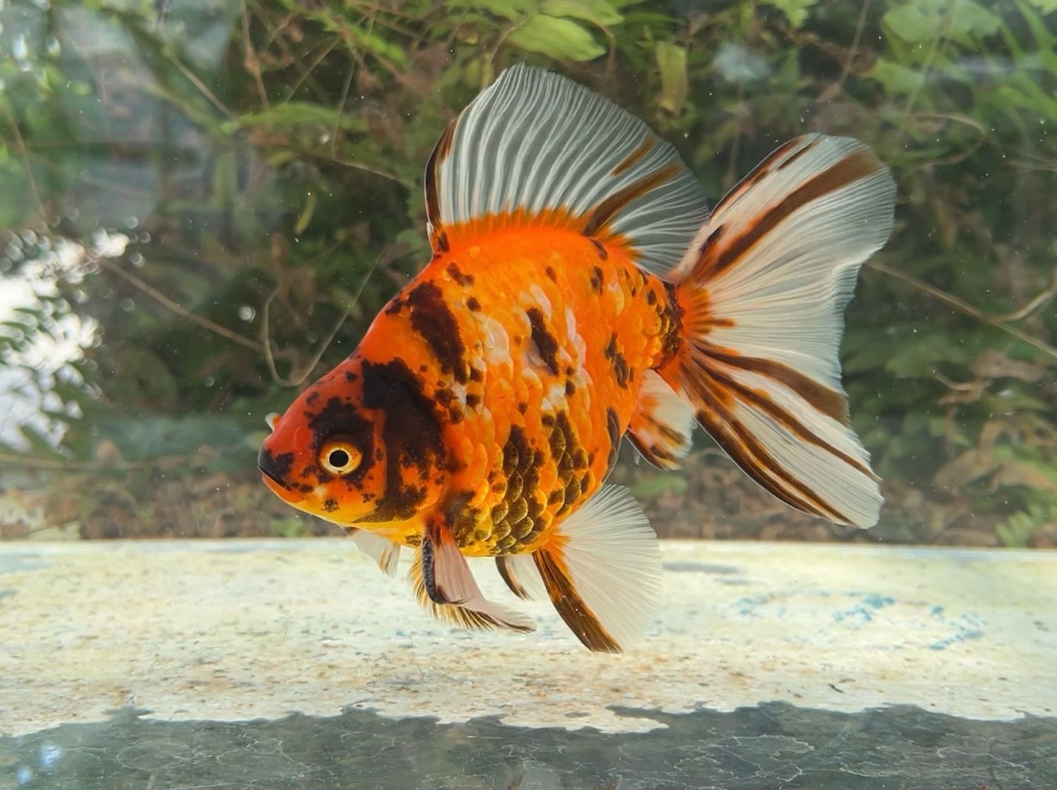 Tiger Broadtail Ryukin (M, 5.5”) - Free Shipping