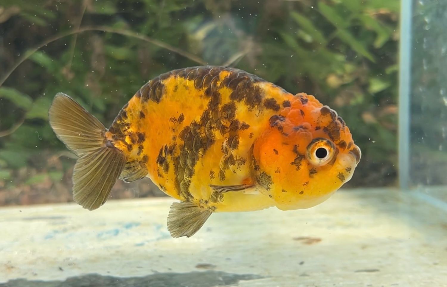 Tiger Yuanbao Ranchu (F, 3.75”) - Free Shipping