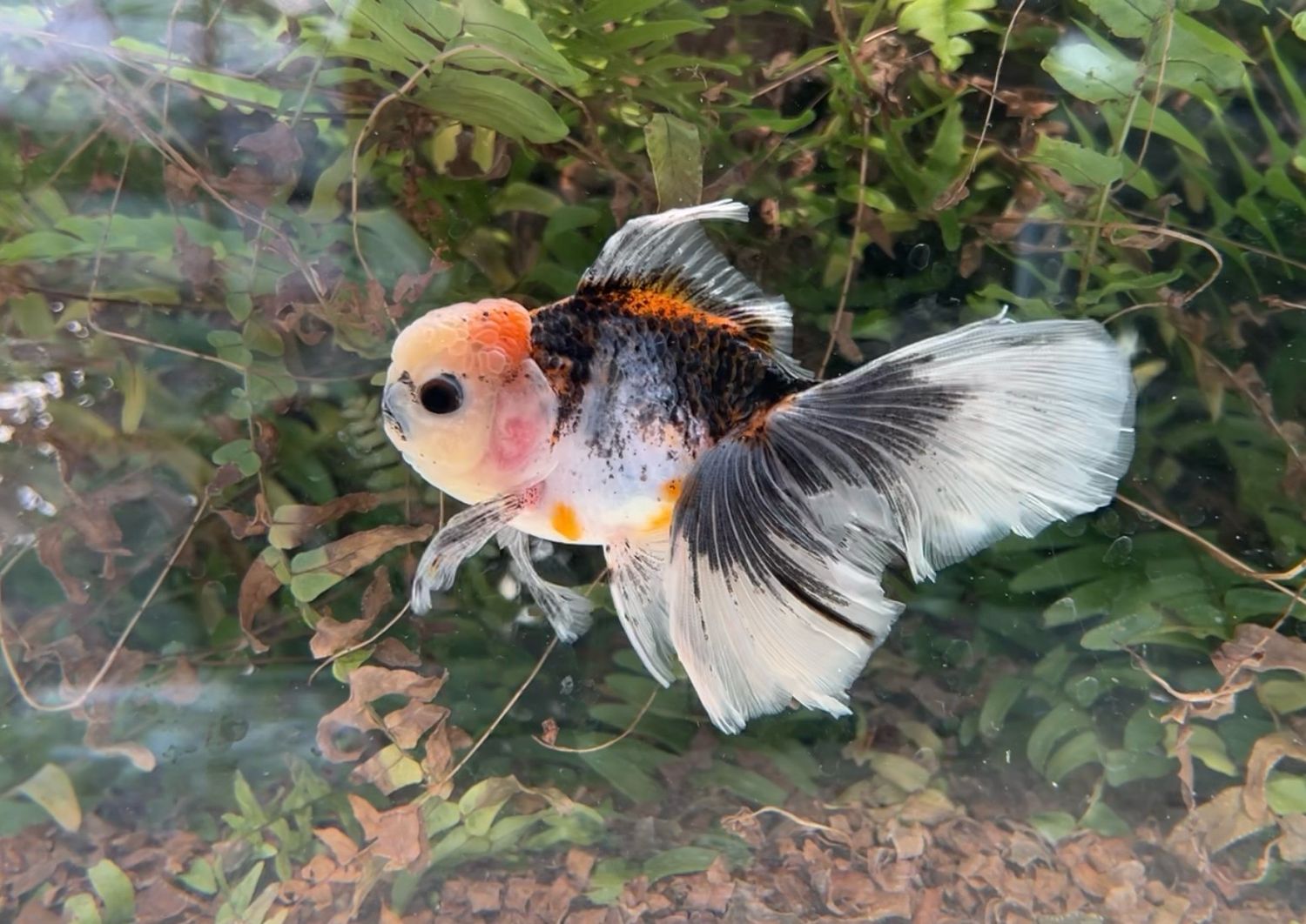 Calico Rosetail Oranda (M, 5”) - Free Shipping