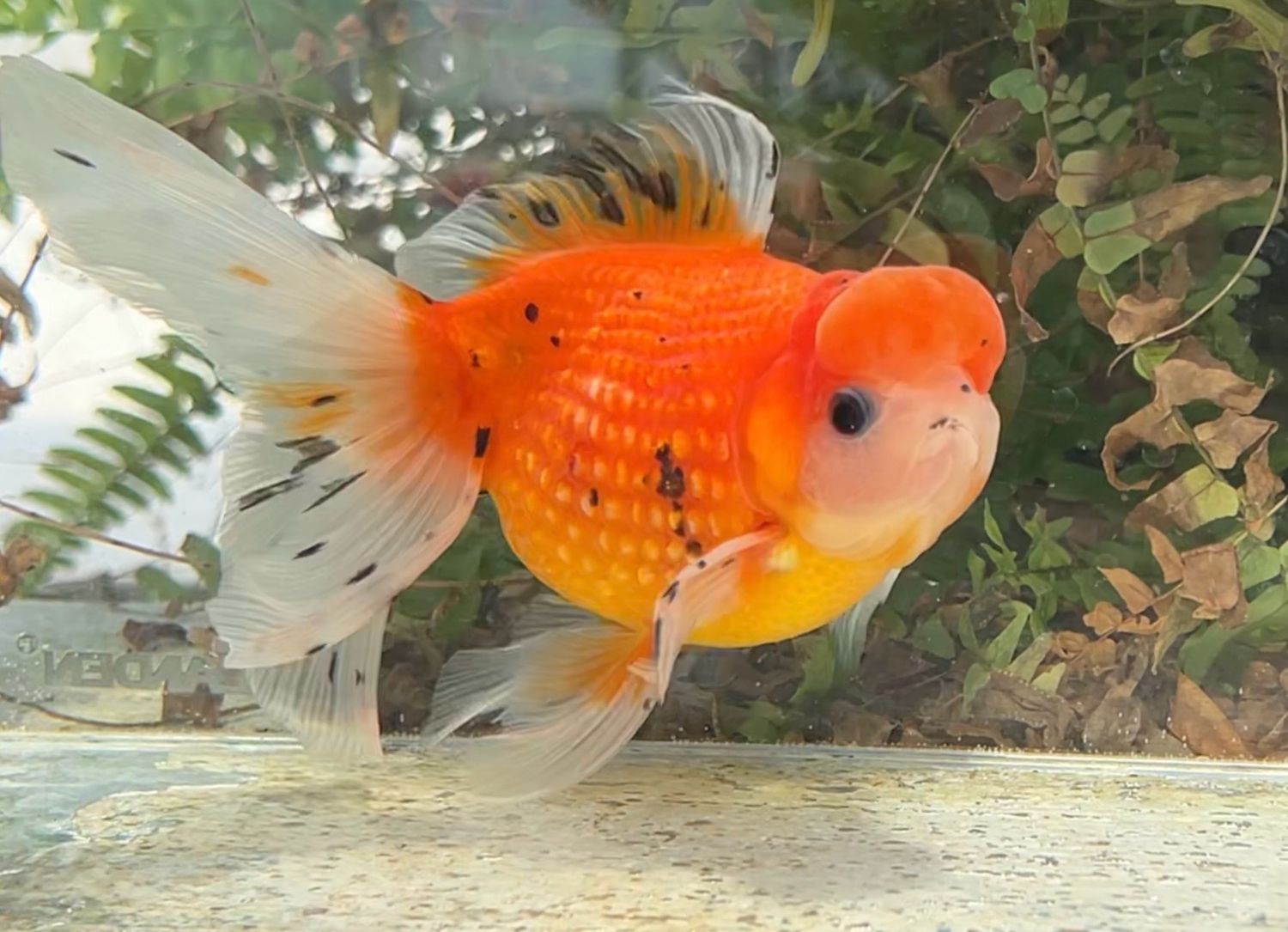 Sunset Crown Pearlscale (M, 6”) - Free Shipping
