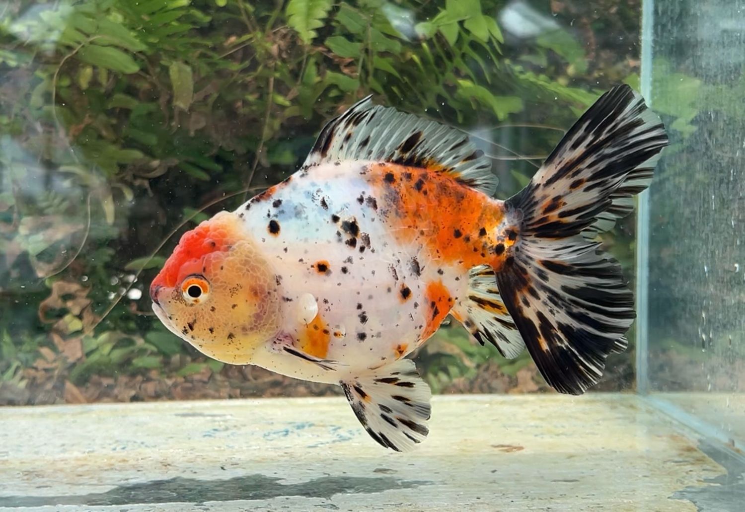 Calico Lotus Leaf Tail Oranda (F, 6.75”) - Free Shipping