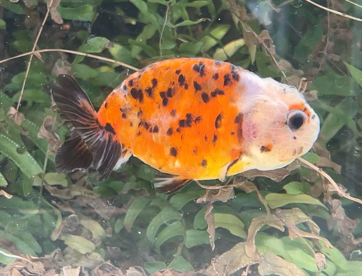 Leopard Spots Yuanbao Ranchu (F, 3.5”) - Free Shipping