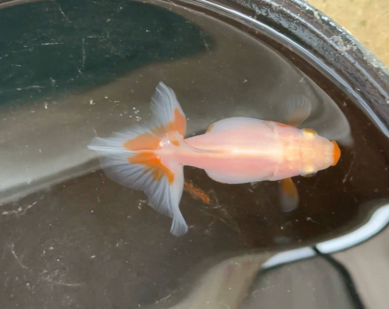 Red And White Baby Tosakin (2.75”) - Free Shipping