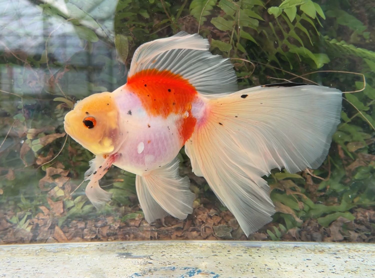 Sakura High Head Veiltail (M, 7”) - Free Shipping