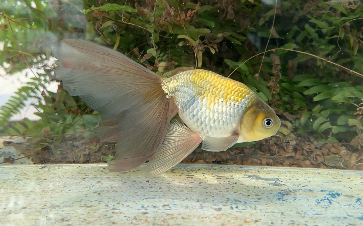 Blue Egg Phoenix (M, 7”) - Free Shipping