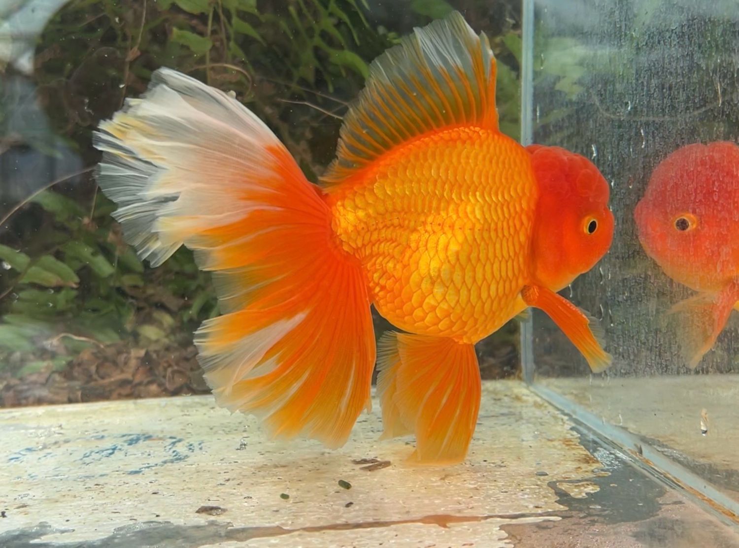 Red Peonytail Oranda (M, 6.5”) - Free Shipping