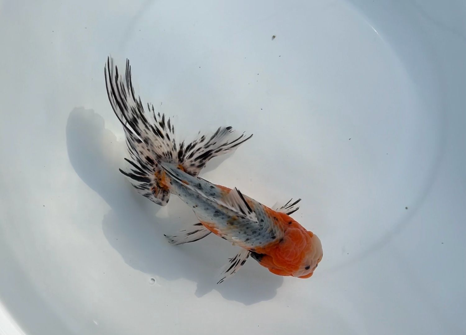 Azumanishiki (M, 6.5”) - Free Shipping