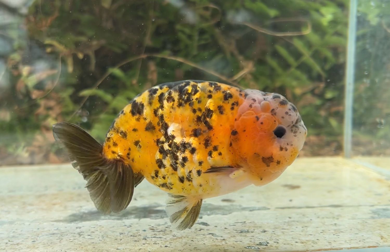 Calico Yuanbao Ranchu (M, 4.5”) - Free Shipping
