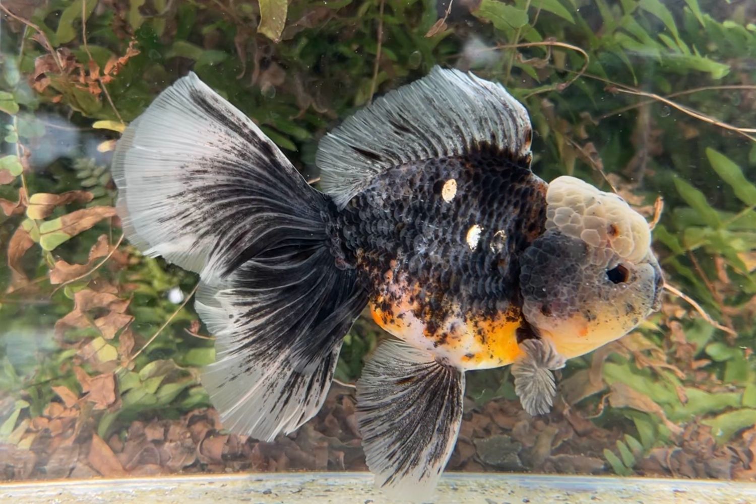 Kirin Rosetail Oranda (M, 5.75”) - Free Shipping