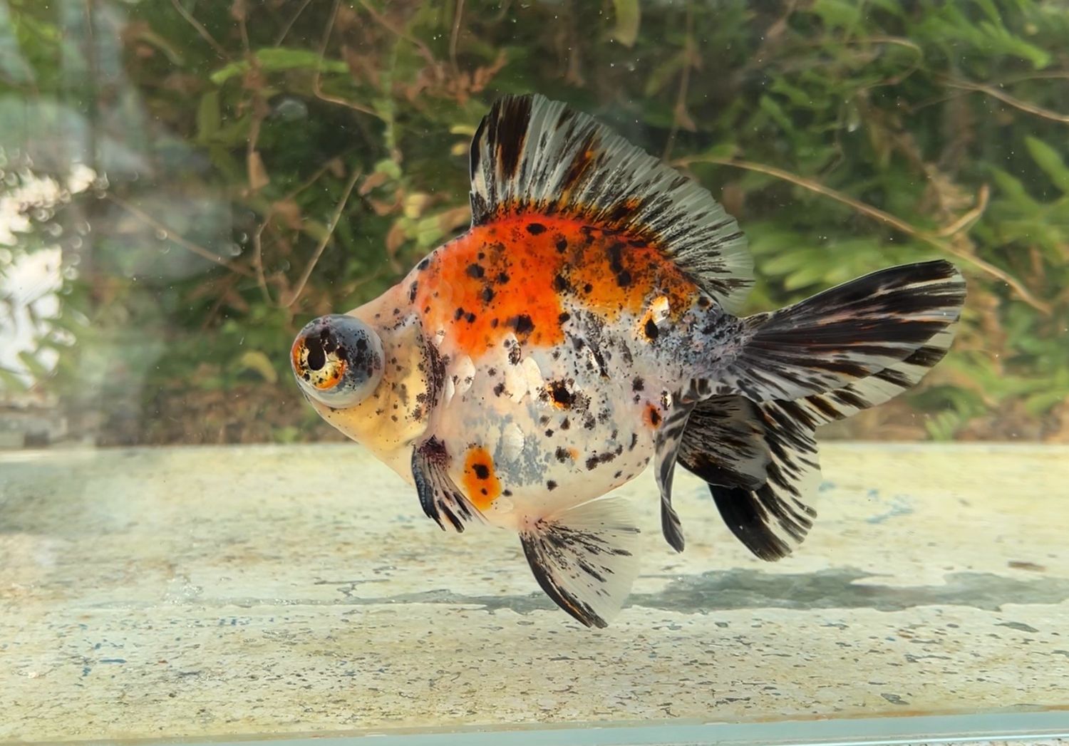 Calico Demekin (M, 5.25”) - Free Shipping