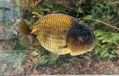 Zhao's Fancies Online Goldfish Shop