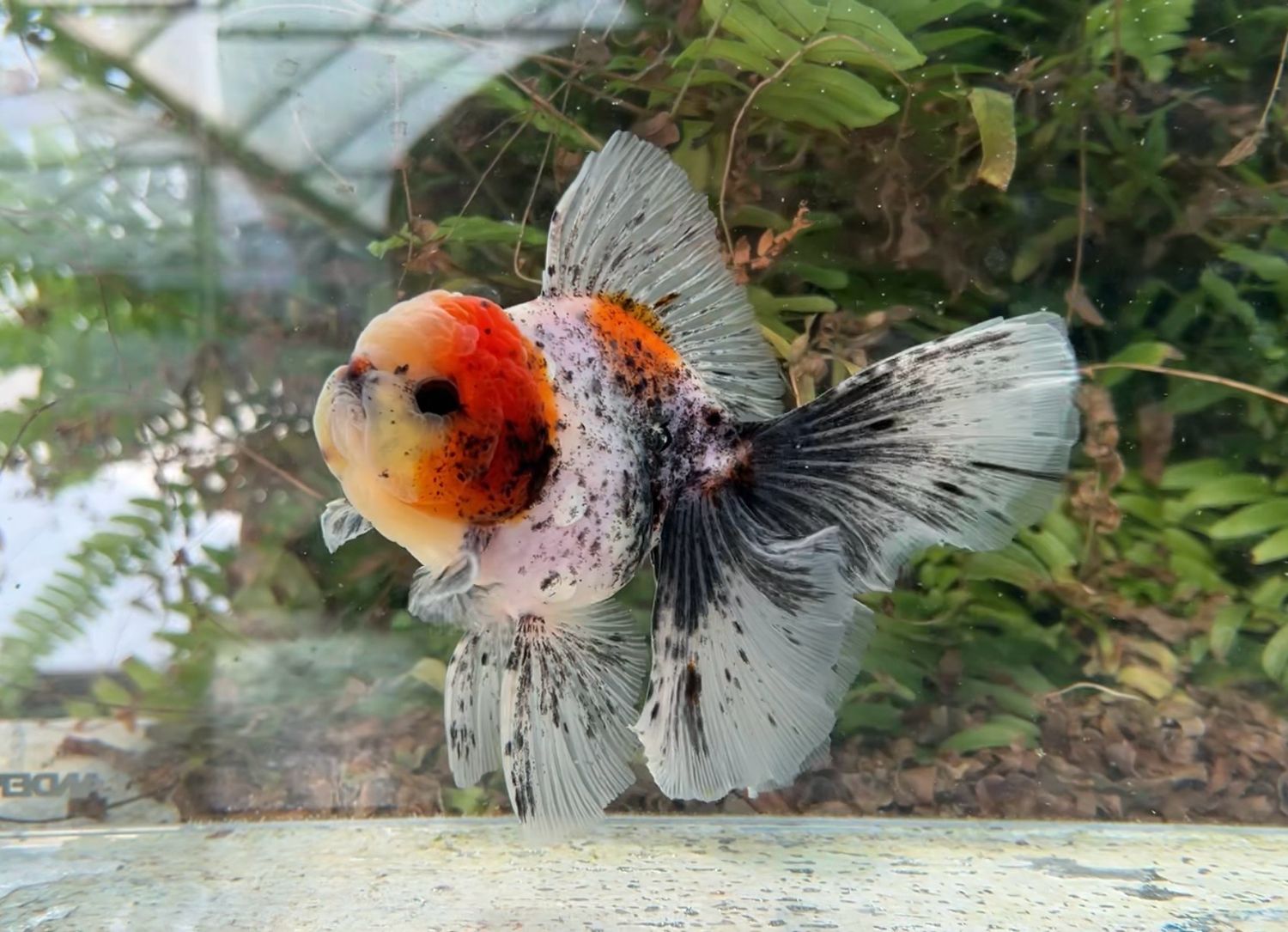Calico Rosetail Oranda (M, 5.5”) - Free Shipping