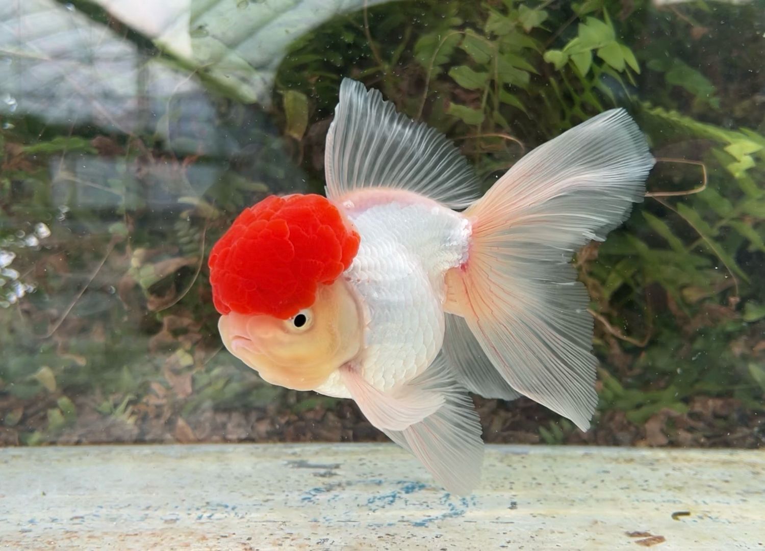 Tancho High Head Oranda (M, 6”) - Free Shipping