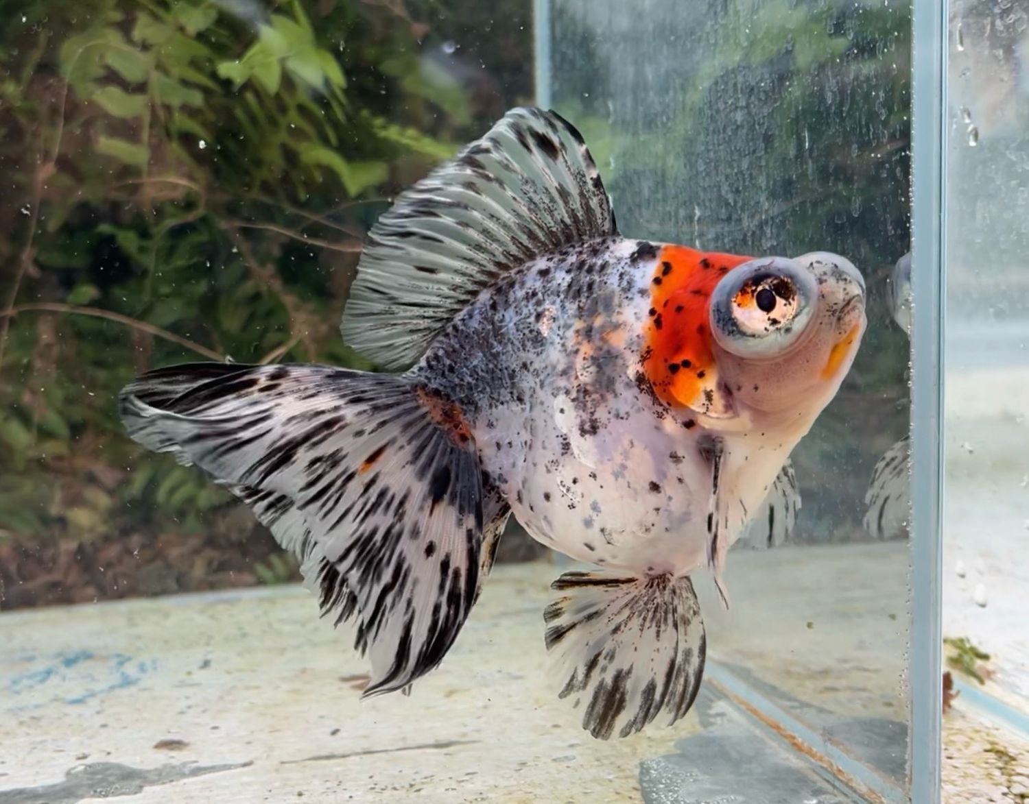 Calico Deep Body Telescope Butterfly (F, 5.75”) - Free Shipping