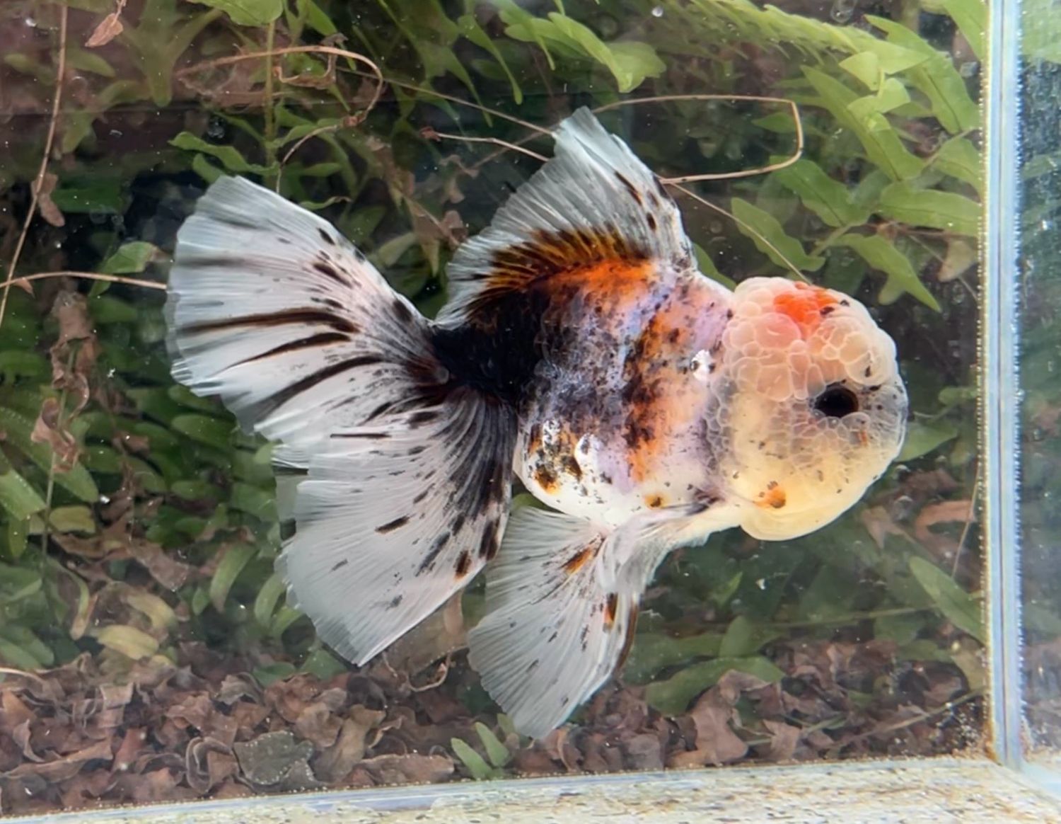 Calico Rosetail Oranda (M, 5”) - Free Shipping