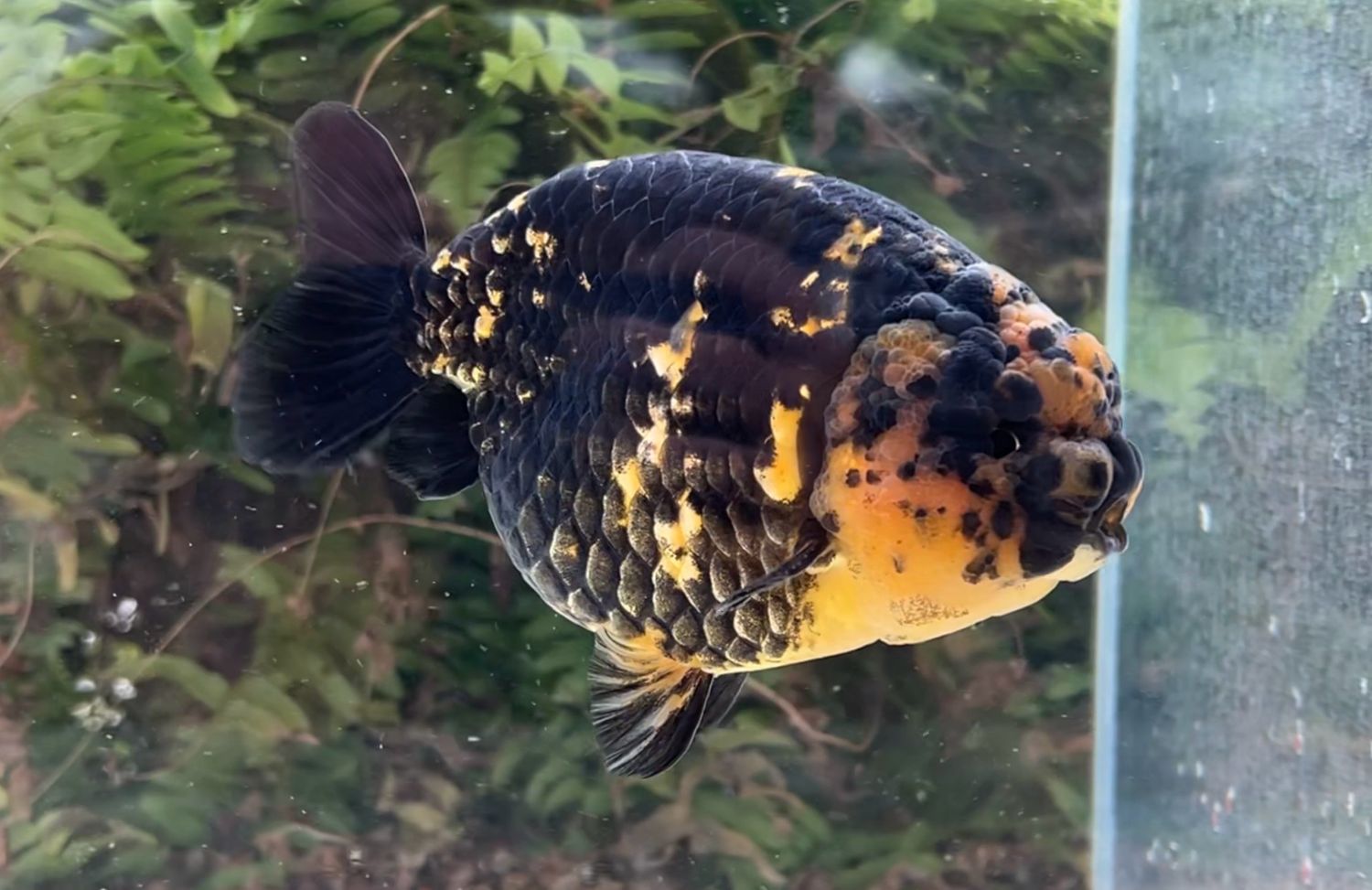 Gold And Black Yuanbao Ranchu (M, 5.5”) - Free Shipping