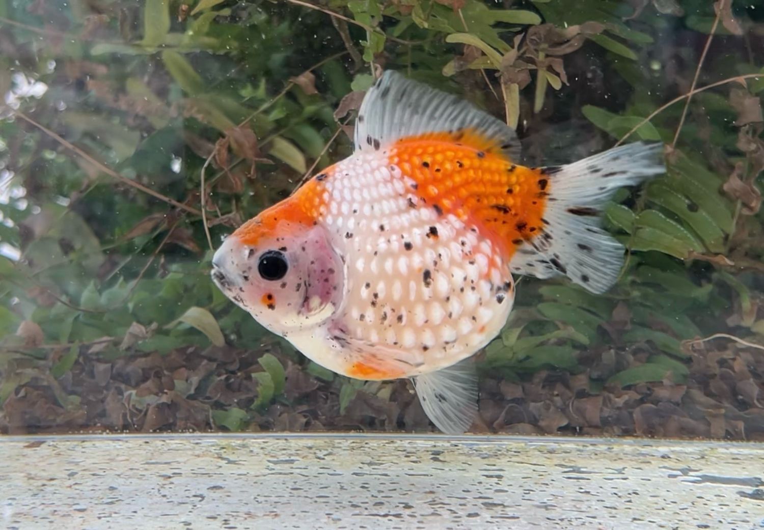 Tri-color Mousehead Pearlscale (F, 4.25”) - Free Shipping