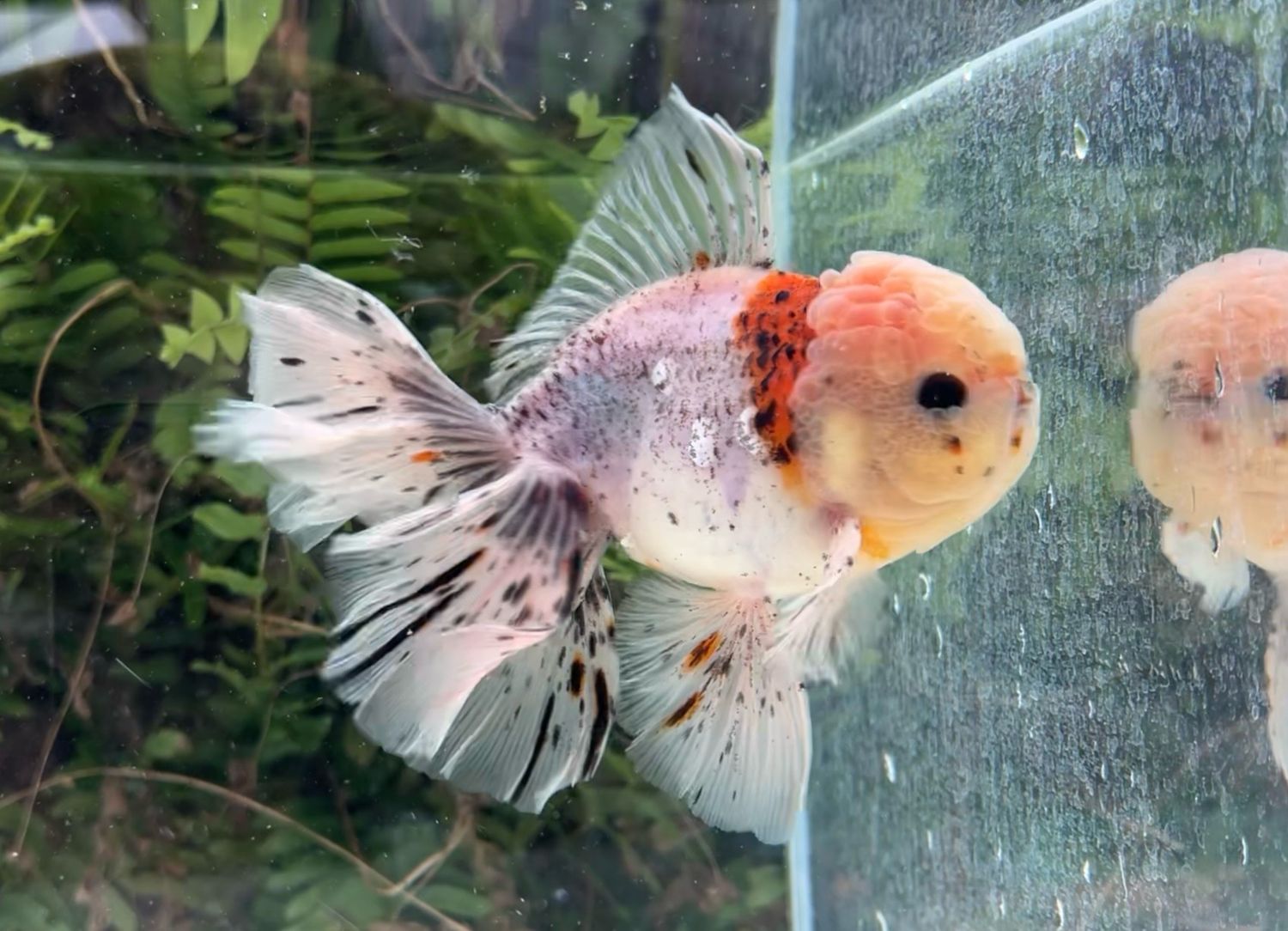 Calico Rosetail Oranda (M, 6”) - Free Shipping