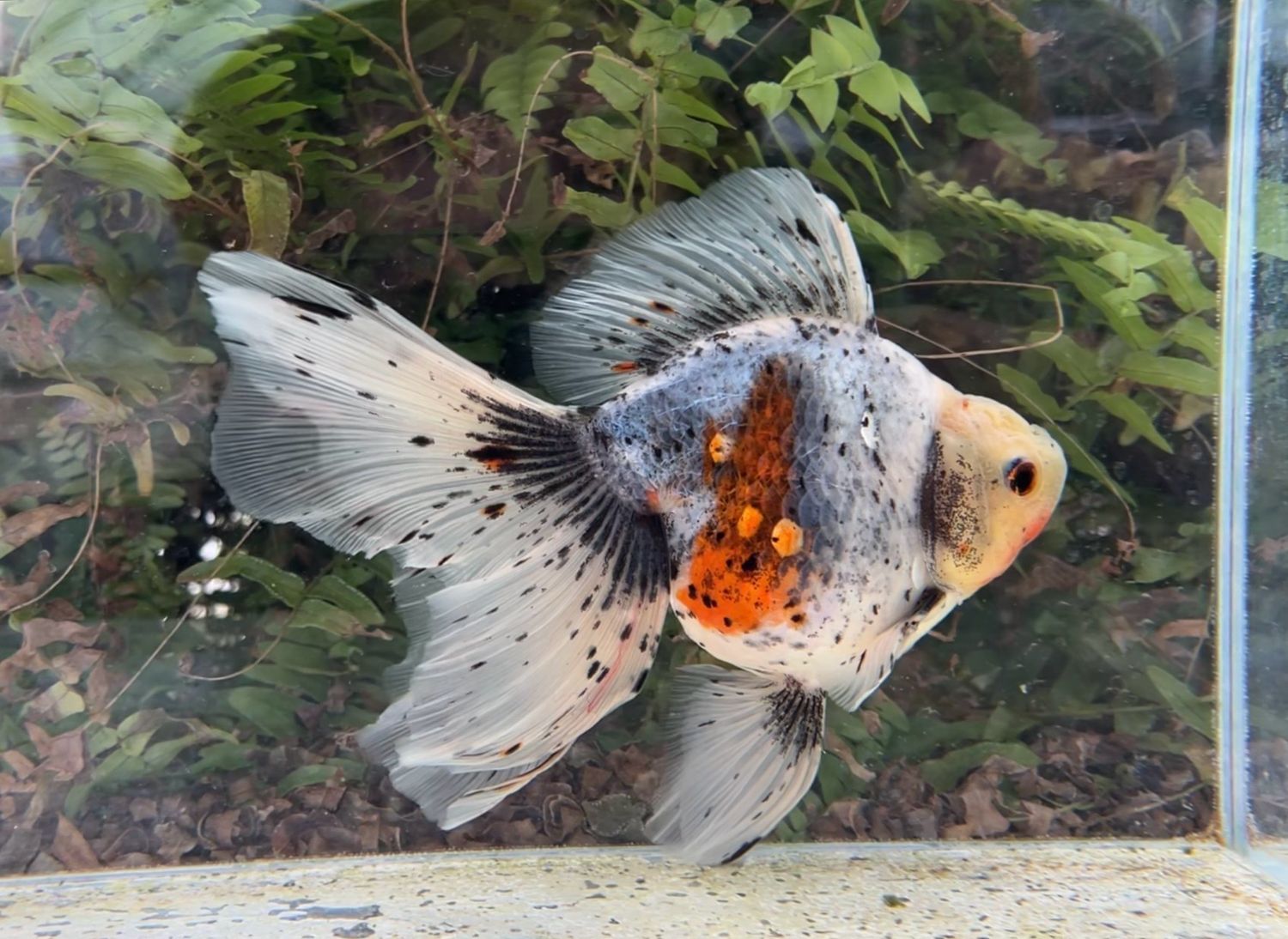 Calico High Head Veiltail (F, 7.5”) - Free Shipping