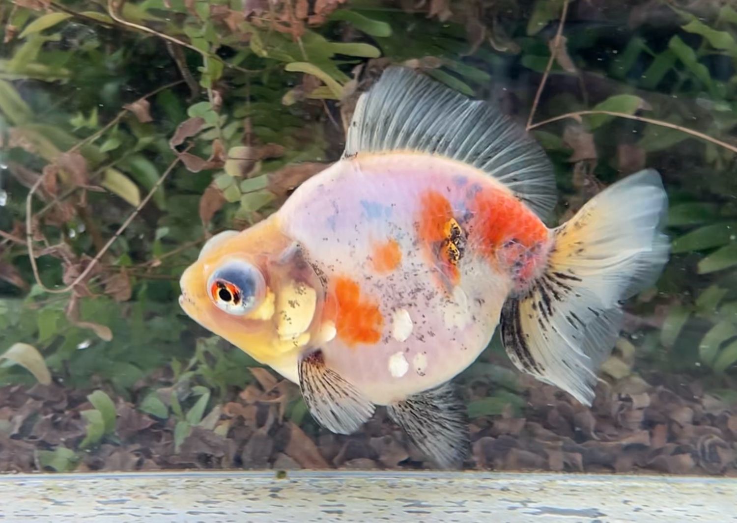 Calico Demekin (F, 4.75”) - Free Shipping