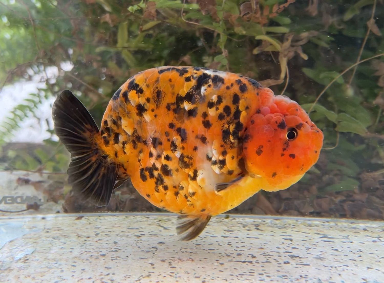 Calico Yuanbao Ranchu (M, 5”) - Free Shipping