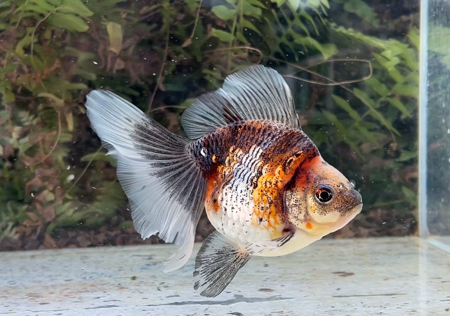 Silver Coin Calico Broadtail Ryukin (F, 5.5”) - Free Shipping