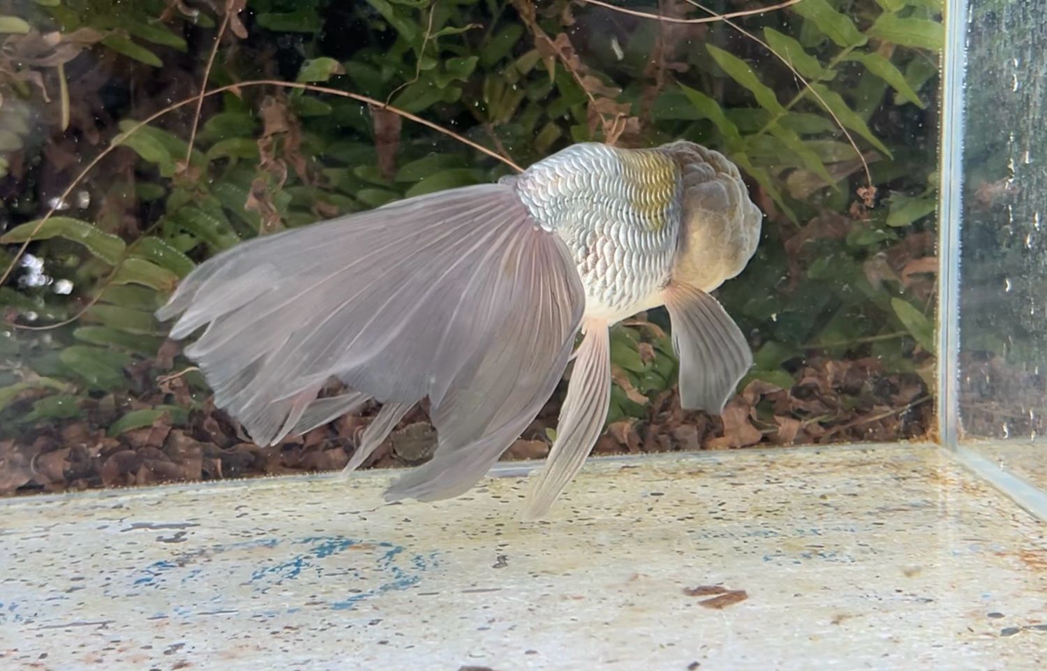 Blue Orchidtail Lionhead (M, 6.25”) - Free Shipping