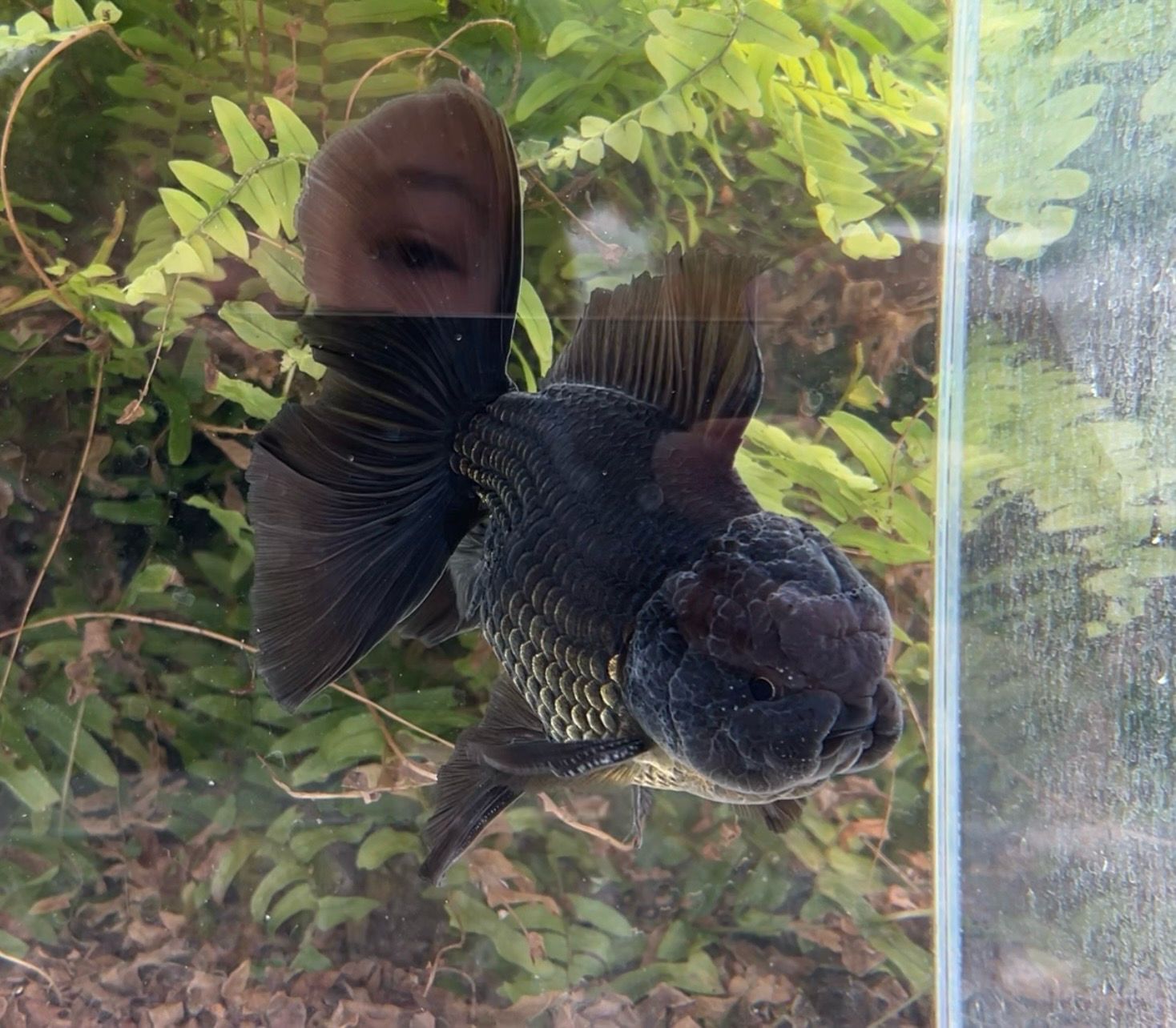 Black Rosetail Oranda (M, 6”) - Free Shipping