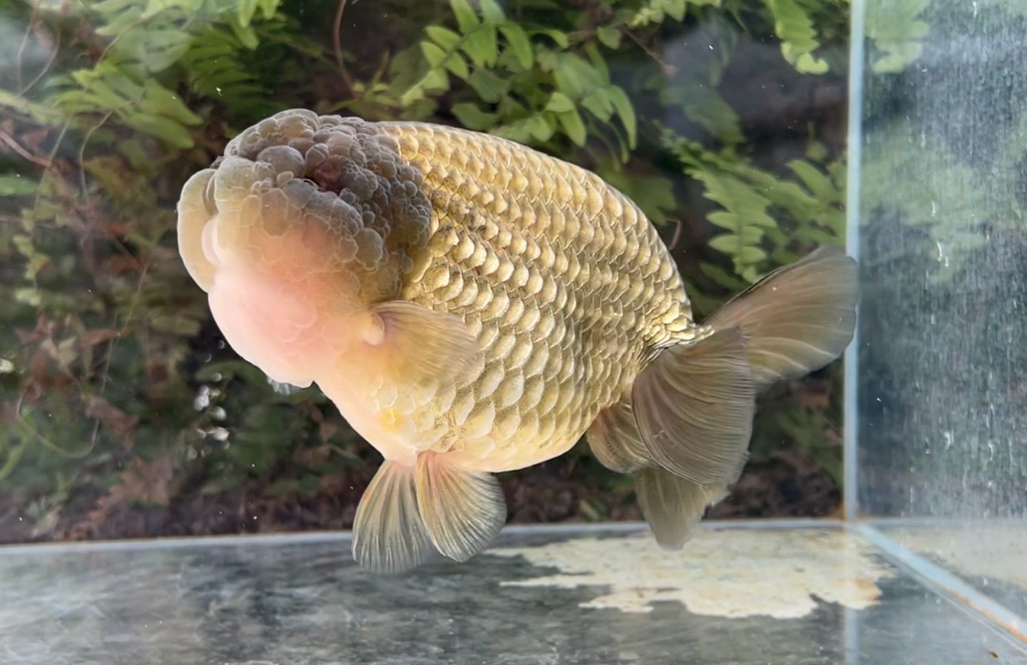 Bronze Yuanbao Ranchu (M, 7”) - Free Shipping