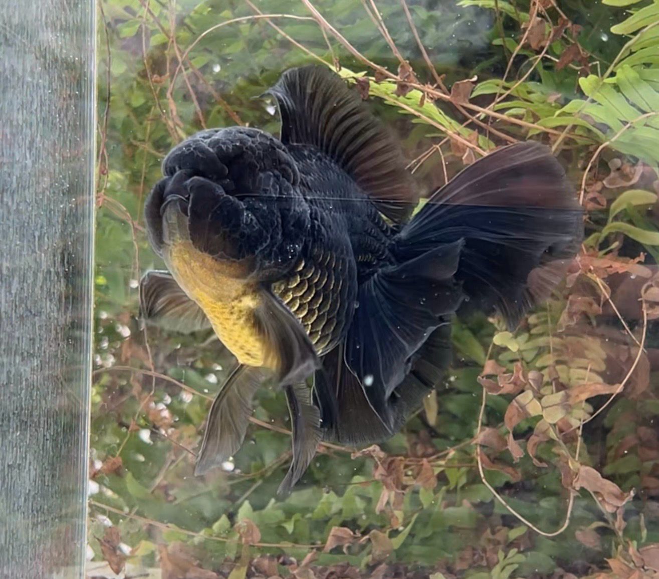 Black Rosetail Oranda (M, 5.75”) - Free Shipping