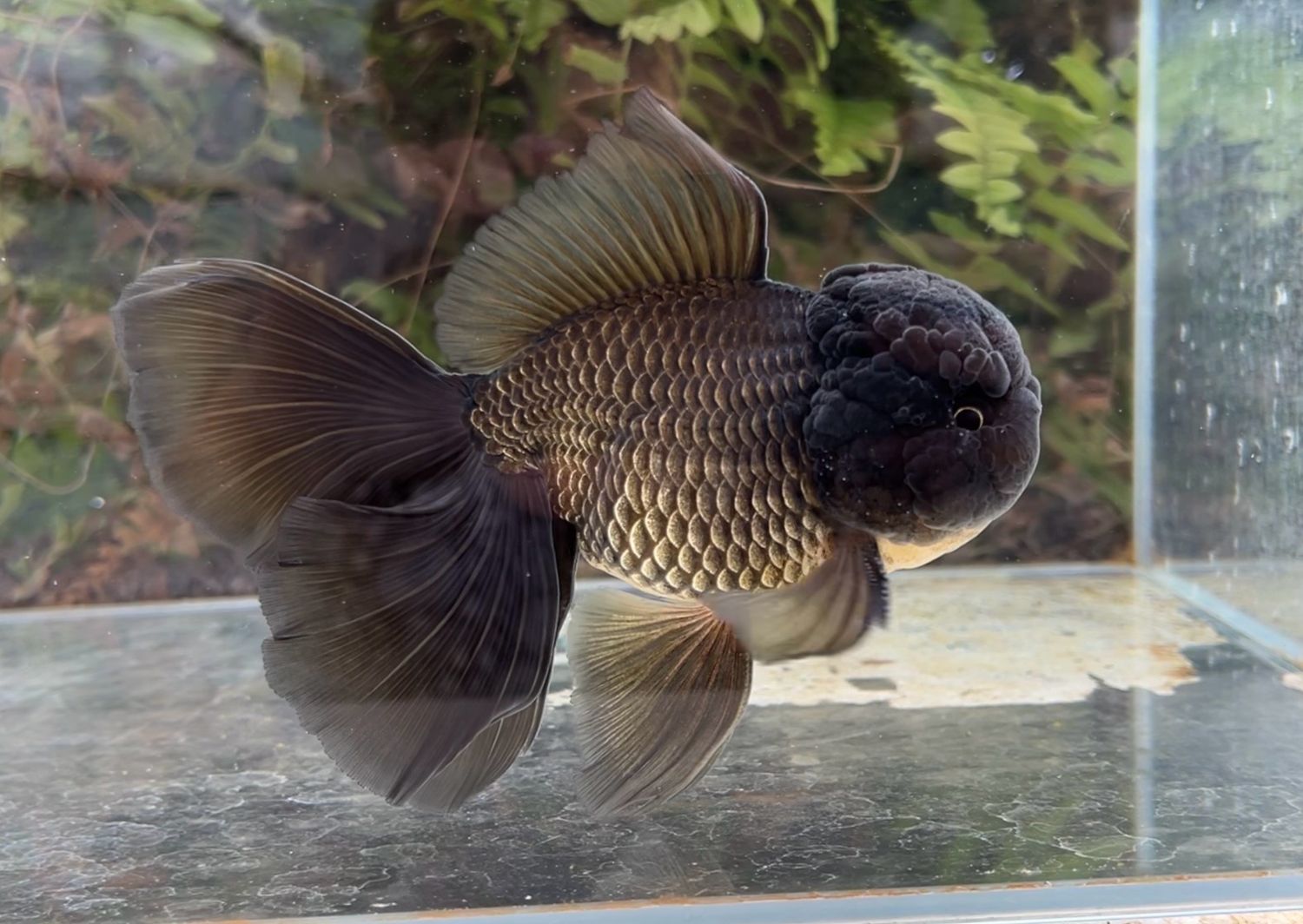 Black Rosetail Oranda (M, 5.75”) - Free Shipping