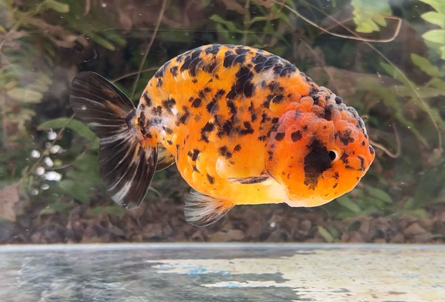 Calico Yuanbao Ranchu (M, 4.25”) - Free Shipping