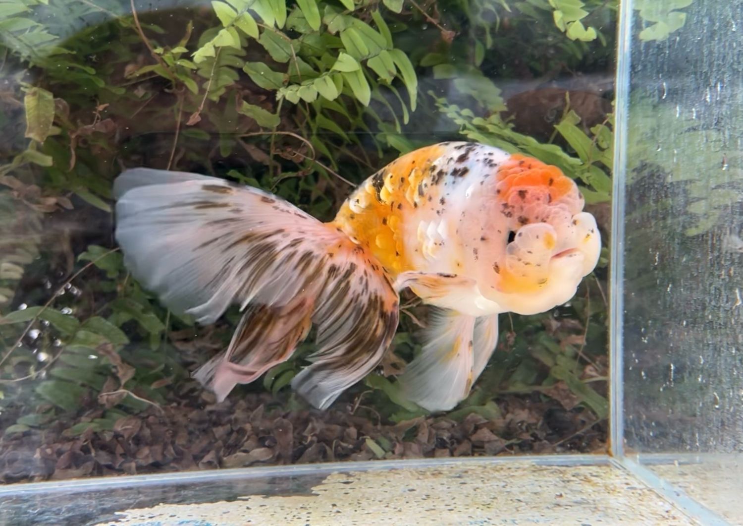 Tancho Calico Phoenixtail Ranchu (M, 8”) - Free Shipping